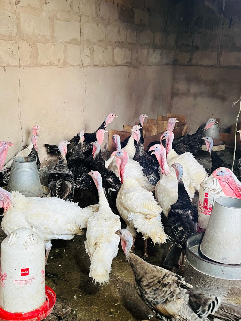 Mature heritage turkeys at Nico Poultry Farm